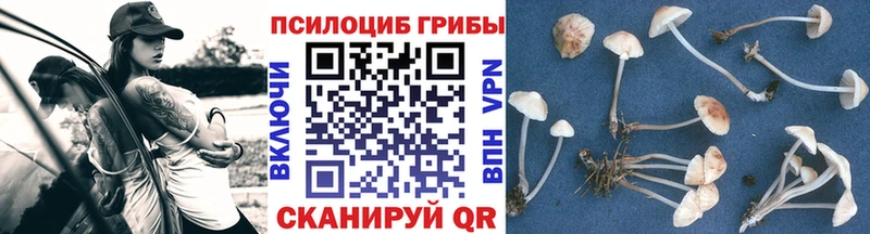 Галлюциногенные грибы Psilocybine cubensis  купить наркотики цена  Бакал 